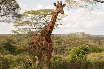 Geotours Nairobi Giraffe Centre_5db74_md.jpg